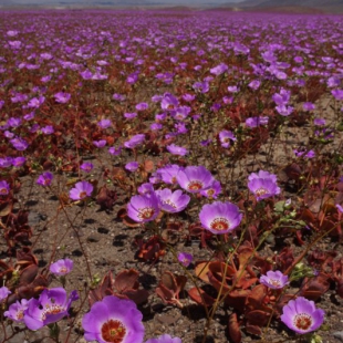 Cistanthe longiscapa